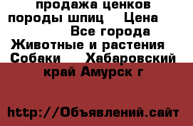 продажа ценков породы шпиц  › Цена ­ 35 000 - Все города Животные и растения » Собаки   . Хабаровский край,Амурск г.